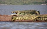 Ethiopia - Lago Chamo - Coccodrilli - 06